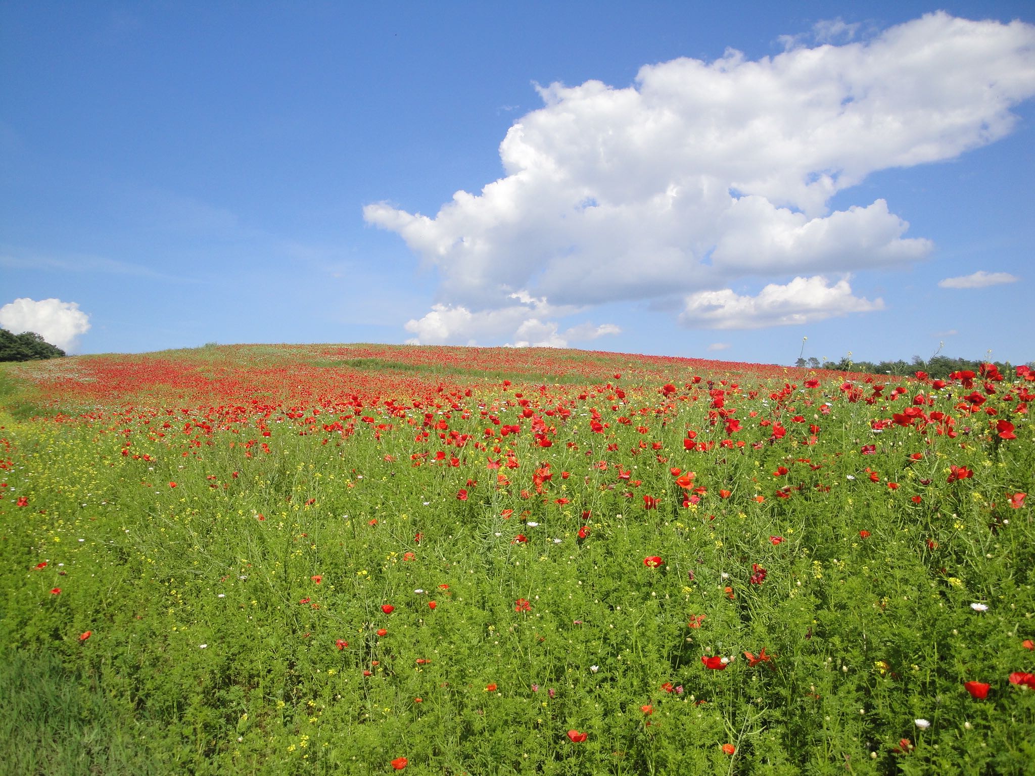 Casa Garuda poppy field